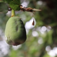 Ficus pumila L.